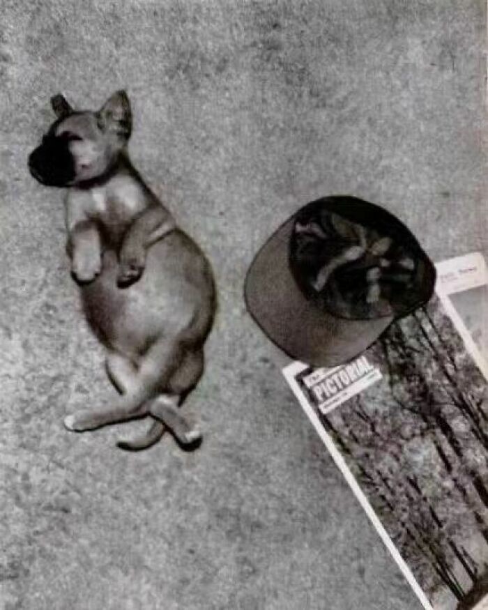 5. Чери, щенок немецкого дога, в полной отключке после того, как украла с кухонного стола 2,5 кг ветчины, 1953 год