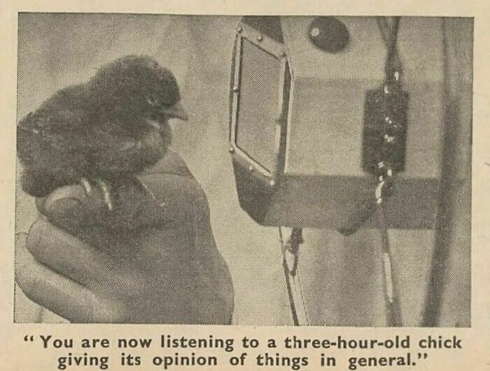 22. Английский юмор: Доброе утро. The Daily Mirror, Англия, 4 апреля 1944 г. «А сейчас вы слушаете птенчика, вылупившегося три часа назад, и его мнение о сложившейся ситуации»
