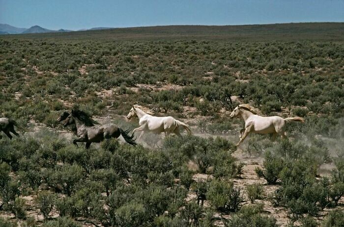 20. США, Невада, 1977 год. Дикие лошади