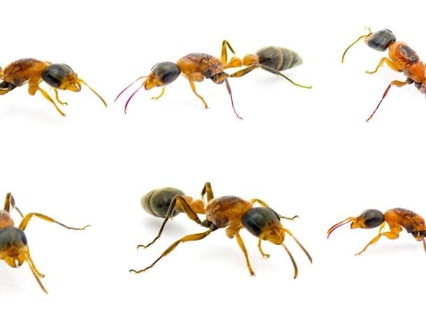 23. Древесные муравьи Pseudomyrmex gracilis