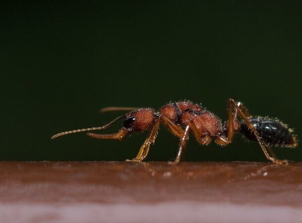 24. Прыгающие муравьи Harpegnathos saltator