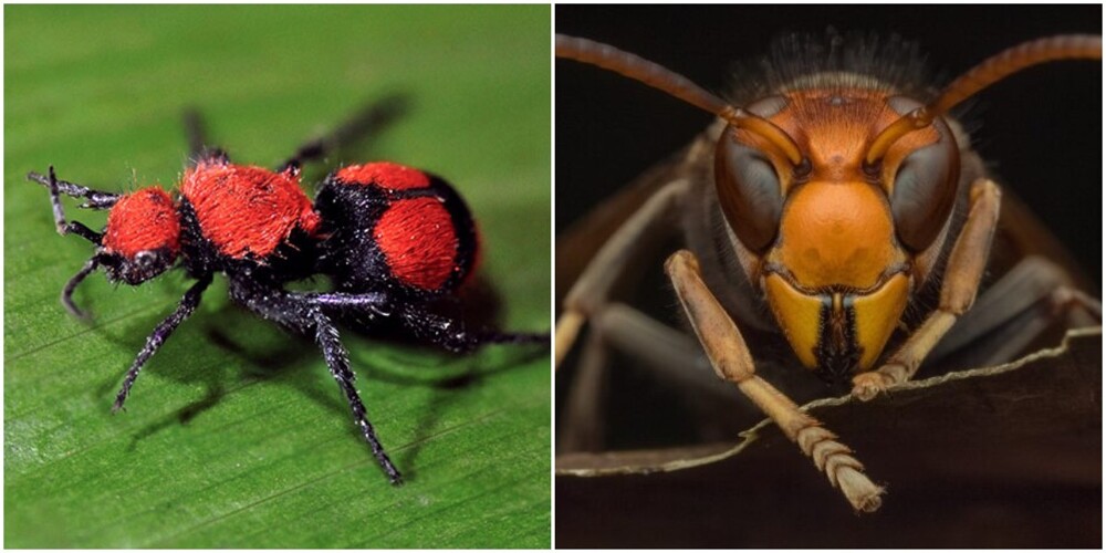 25 насекомых с самыми болезненными укусами
