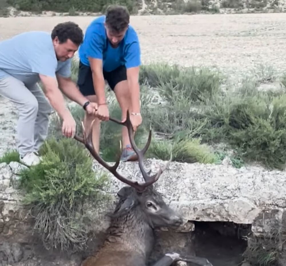 Неравнодушные люди спасли оленя из водной ловушки