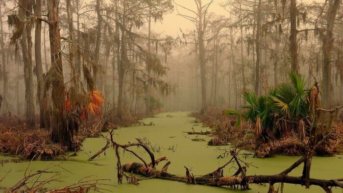 3. Субтропическое болото в Луизиане, США