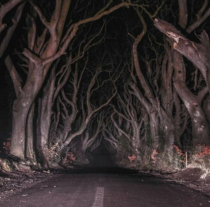 9. Буковая аллея Дарк Хеджес в Северной Ирландии, образующая тоннель. Здесь снимали некоторые сцены сериала «Игра престолов»