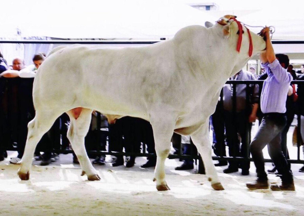 Порода коров, впечатляющая своими размерами
