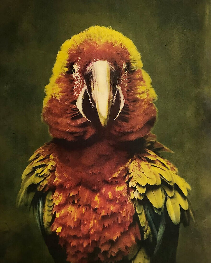 7. Портрет попугая. Фотограф - Christine Fitzgerald