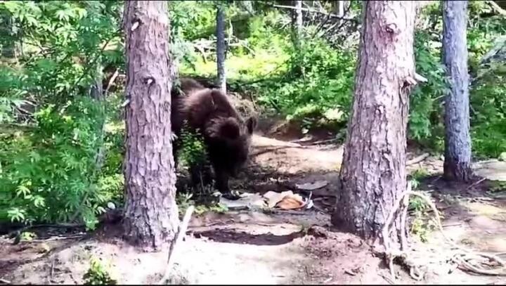 Медведь-рецидивист ограбил рыбаков на Сахалине