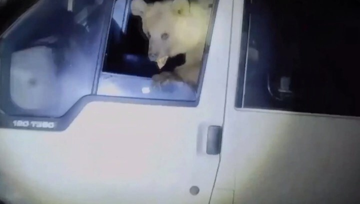 На востоке Турции в автомобиль к отдыхающим забрались медвежата