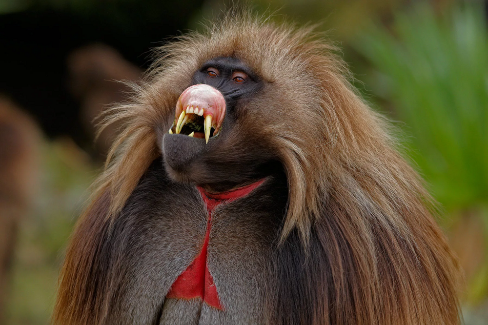 Гелада: обезьяна с эффектной внешностью