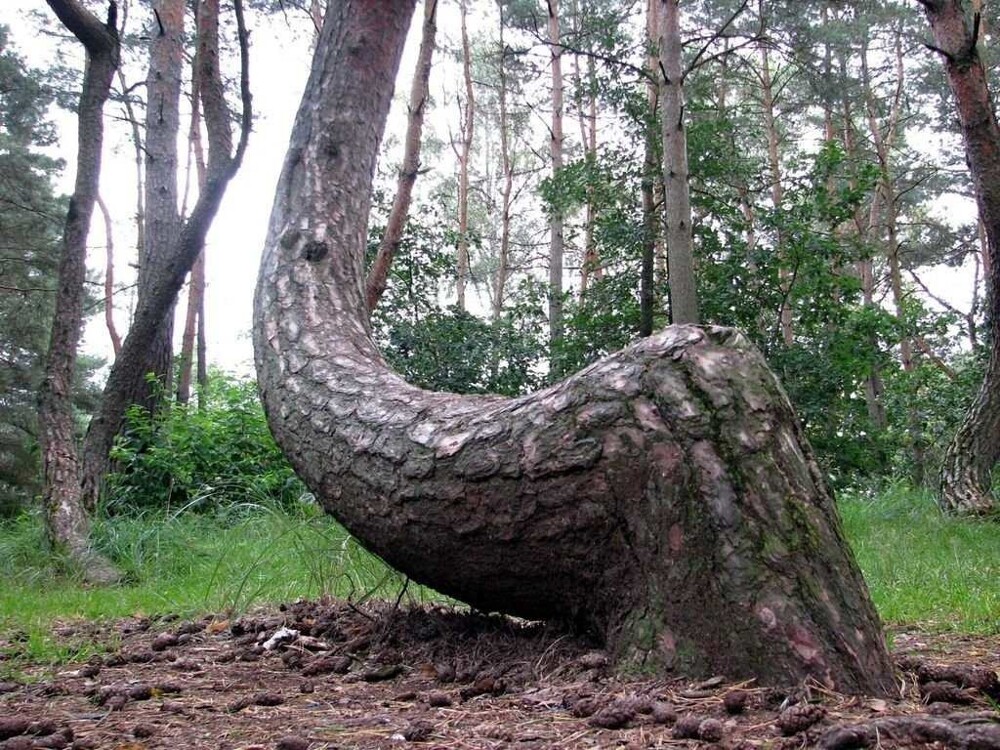 Кривой лес: загадка деформированных деревьев Грыфино