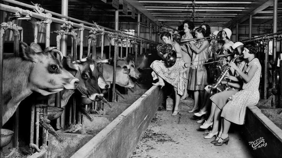 15. Девушки играют для коров, чтобы выяснить влияние музыки на надои молока. США, 1930 год