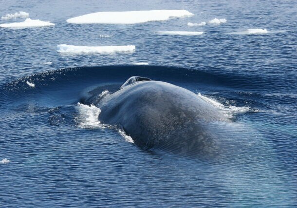 7. Синий кит