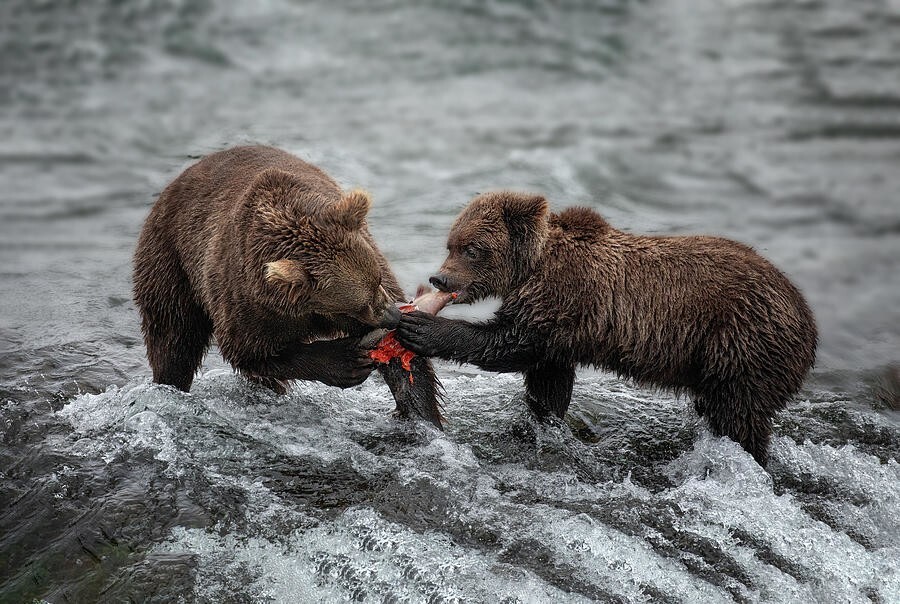 6. Медведи делят рыбу на Аляске. Фотограф Dennis Zhang