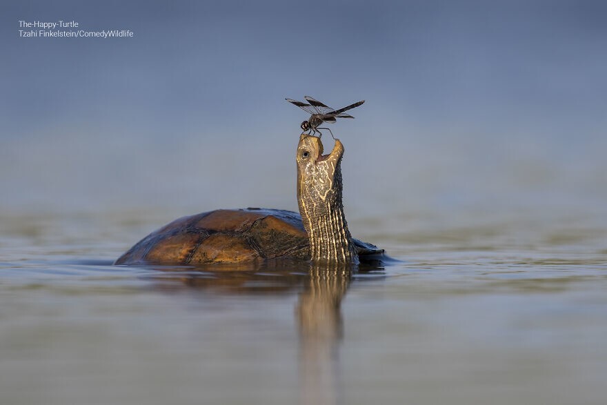 2. "Счастливая черепаха", фотограф - Tzahi Finkelstein