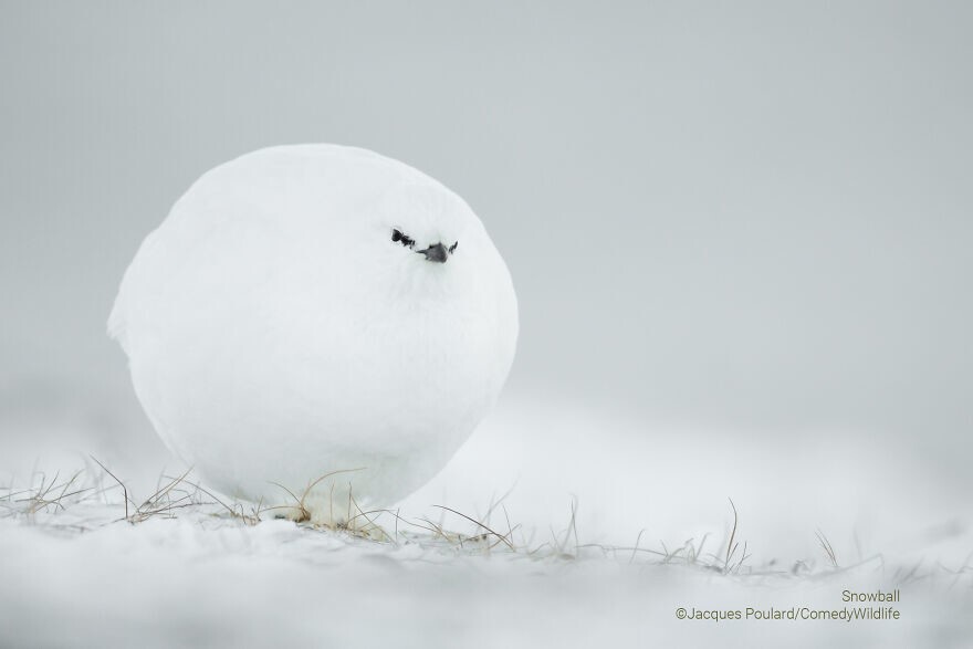 9. "Снежок", фотограф - Jacques Poulard