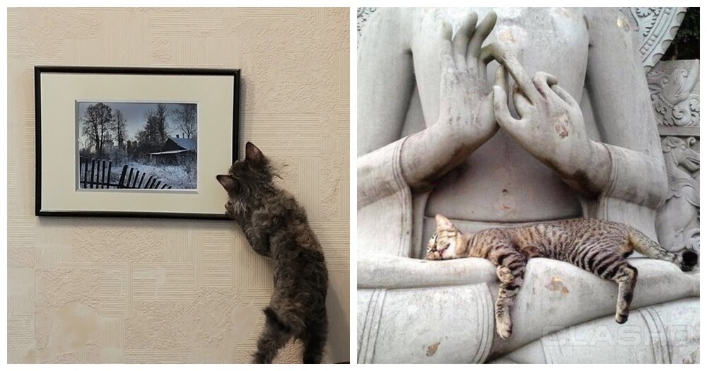 Коты – ценители искусства