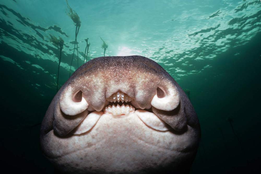 Австралийская бычья акула: пасть-дробилка, ядовитые плавники и яйца-спиральки