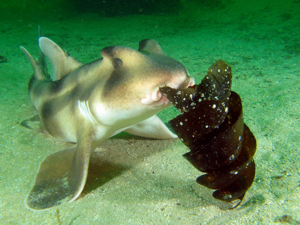 Австралийская бычья акула: пасть-дробилка, ядовитые плавники и яйца-спиральки