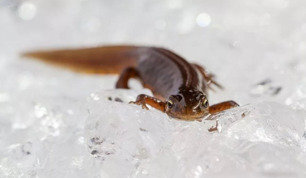 Как рептилии и амфибии встречают зиму