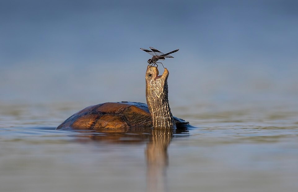 Зверские фото