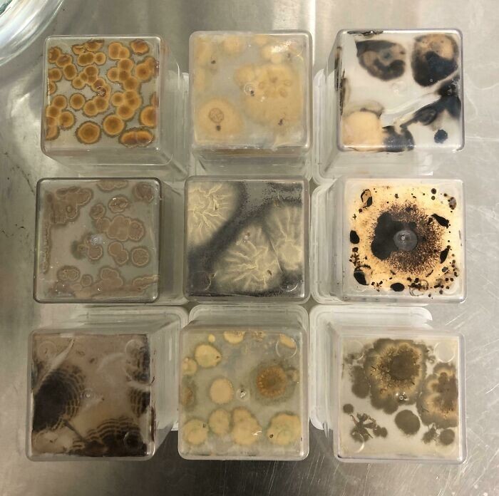 22. «Я работаю в лаборатории культур растительных тканей. Загрязнение – это отстой, но иногда это красиво»