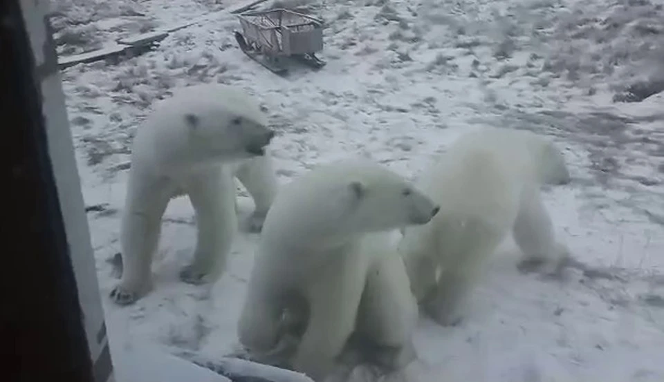 Медведи прогулялись рядом с избушкой госинспекторов в Якутии