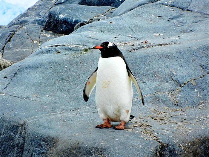 6. Если пингвин не находит пару, он уходить умирать в одиночестве