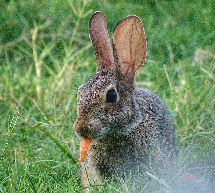 10. Кролики любят есть морковь