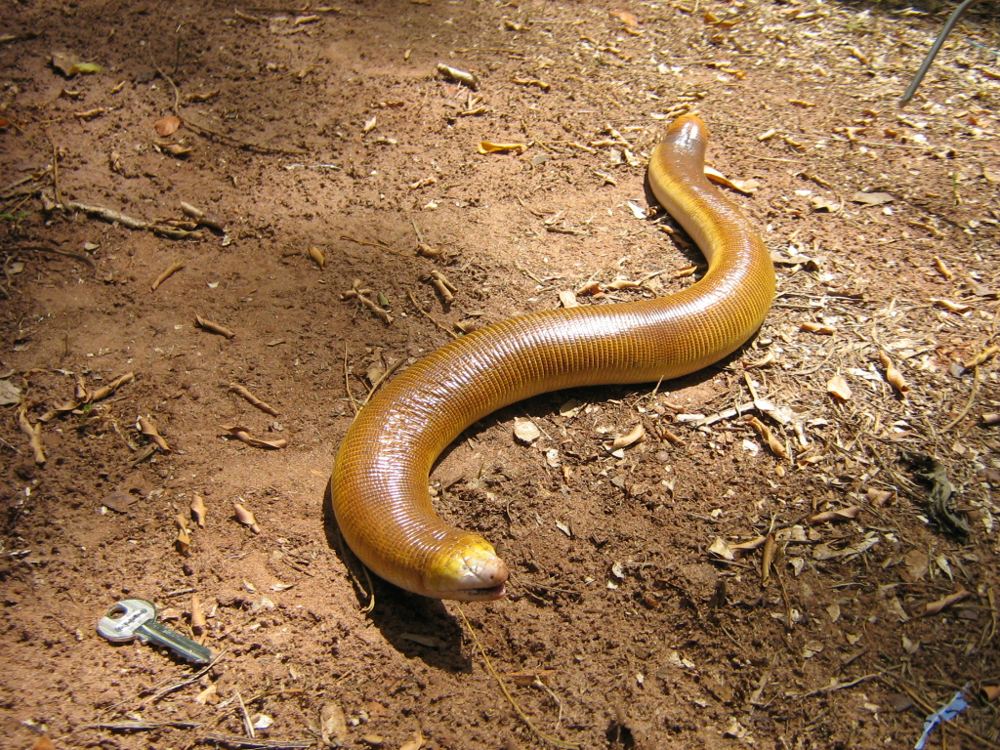 Двуходка: уникальная рептилия, живущая под землёй