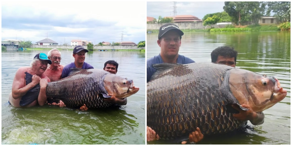 В Таиланде мужчина поймал огромного карпа весом 114 кг на обычную удочку