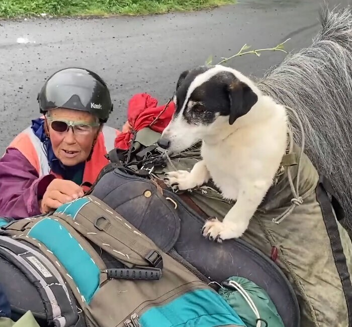 82-летняя туристка проехала на пони 965 км вместе с собакой