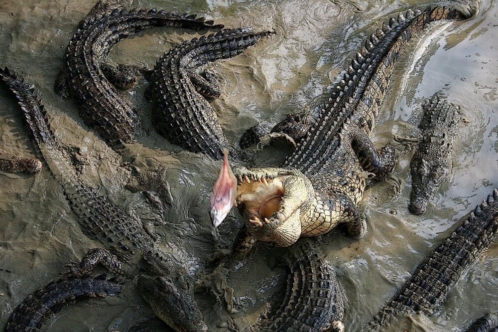 Трагедия на Рамри: самая массовая атака крокодилов или прижившийся фейк?
