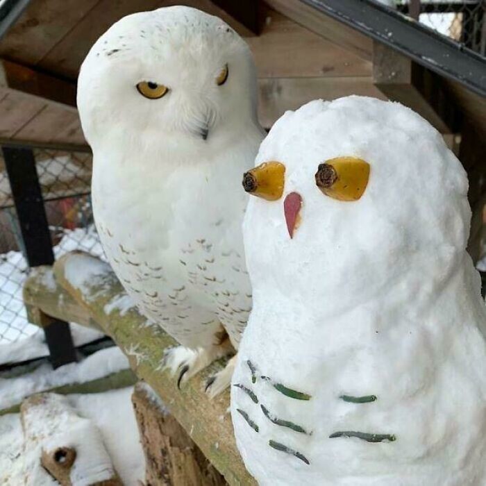 15. Снежная сова и сова, сделанная из снега