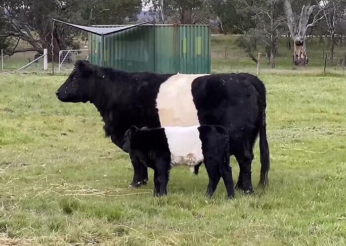 2. Корова с телёнком. Идеально совпадение
