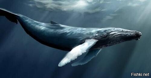 «В северной части Тихого океана уже 20 лет плавает одинокий кит, который не м...