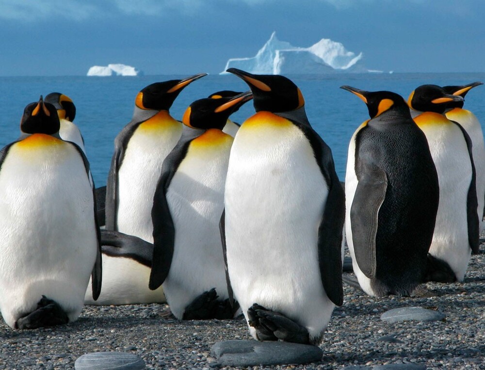 3. Императорские пингвины - 3 месяца
