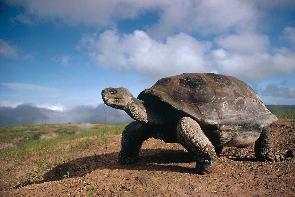 6. Галапагосская черепаха — 1 год