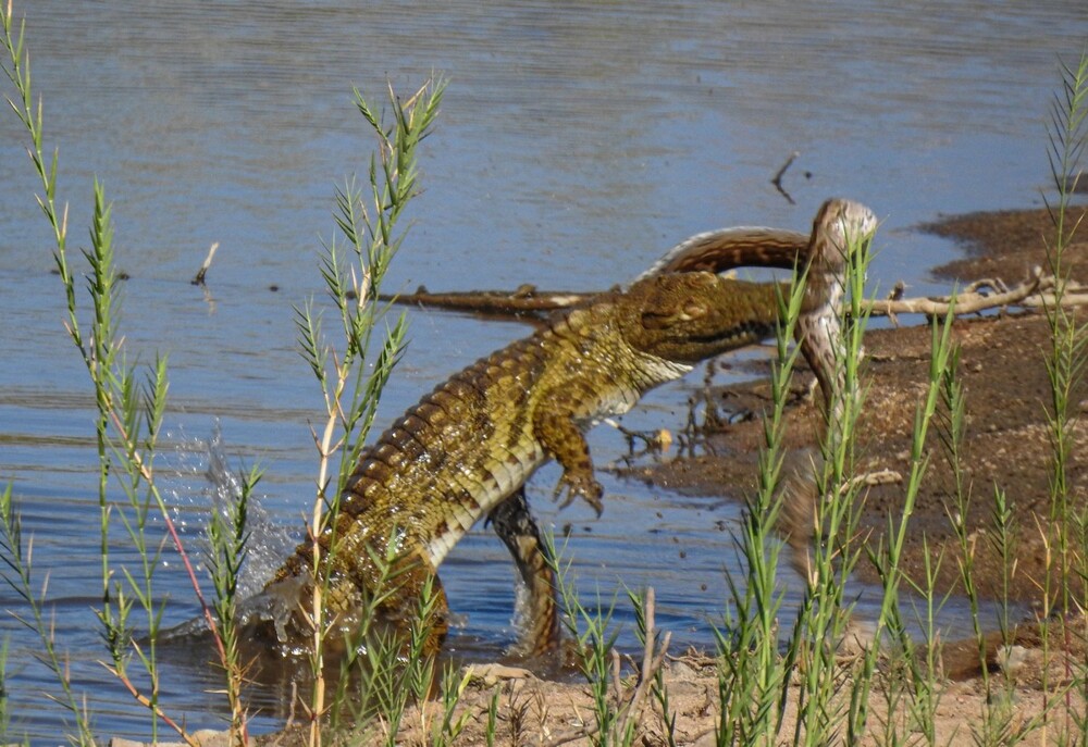 Голодный крокодил поймал и съел огромного питона в ЮАР