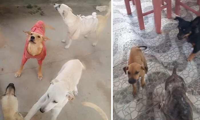 Бразилец построил бассейн для спасенных собак