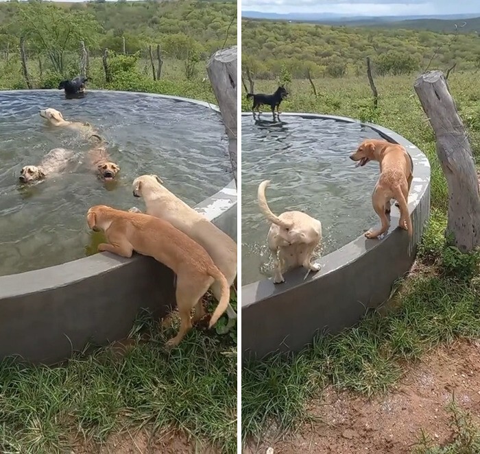 Внимание людей привлекло видео, на котором собаки наслаждаются бассейном