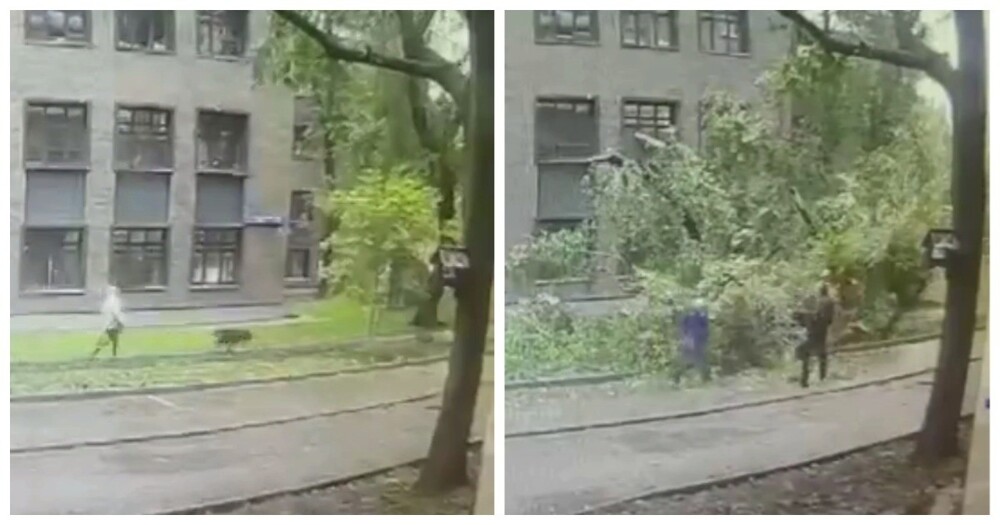 Момент падения дерева на женщину попал на видео