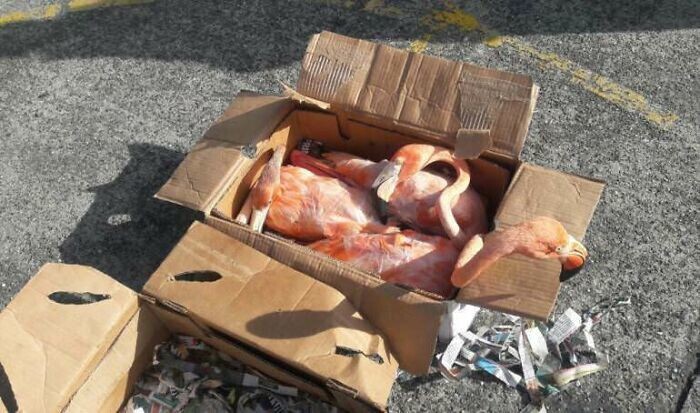 11. Полиция Колумбии перехватила браконьеров, перевозивших фламинго в коробках