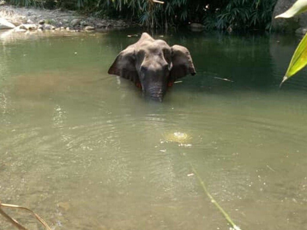 8. В индийском штате Керала 15-летняя беременная слониха зашла в деревню в поисках пищи. Ей дали ананас, наполненный петардами. Раненое животное зашло в реку, чтобы облегчить свои страдания и там же и скончалось