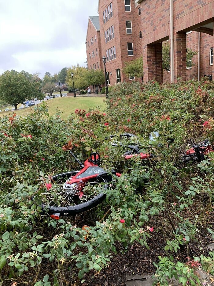 24. Ученики бросили арендованные велосипеды в кусты, не удосужившись поставить их в отведенное место в 3 метрах