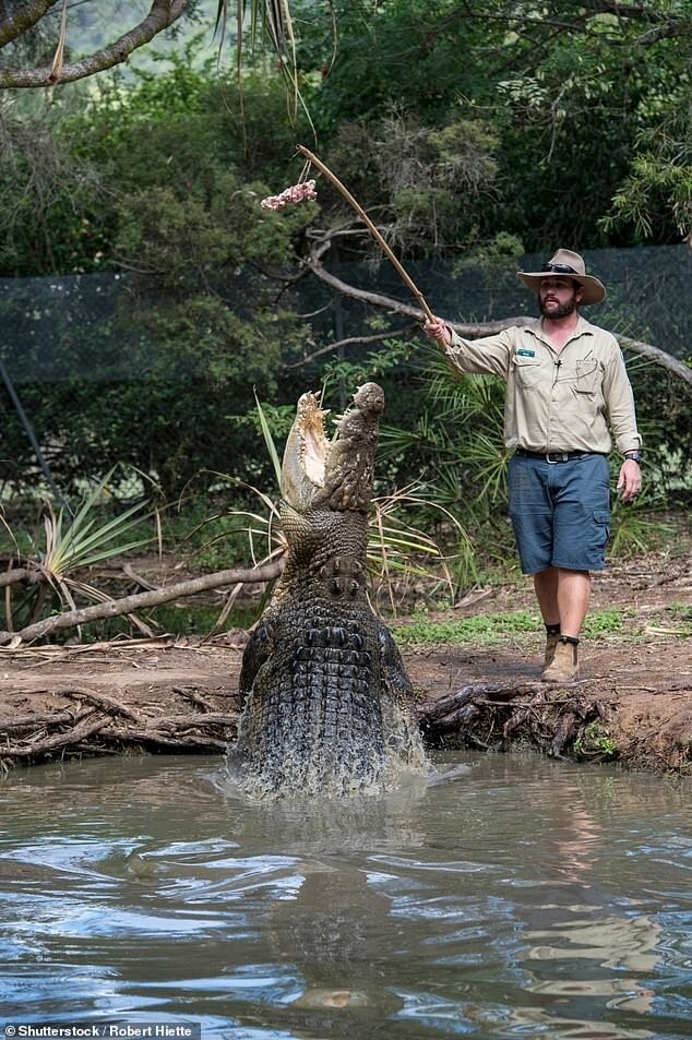 Крокодил напал на смотрителя заповедника