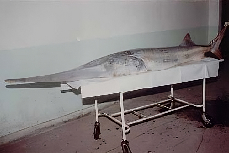 Китайский веслонос: уникальный вид огромных азиатских рыб