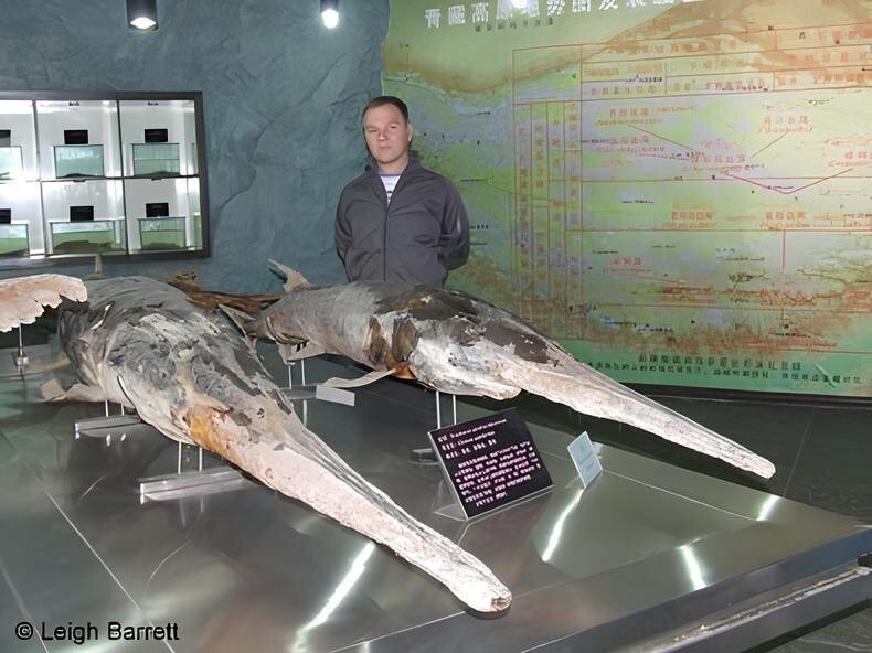 Китайский веслонос: уникальный вид огромных азиатских рыб