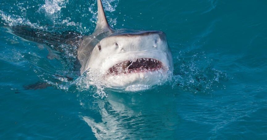 Огромная акула попыталась отнять улов у рыбаков в Австралии