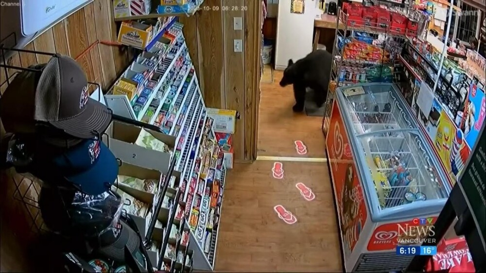 Медведь стащил пачку мармелада из магазина